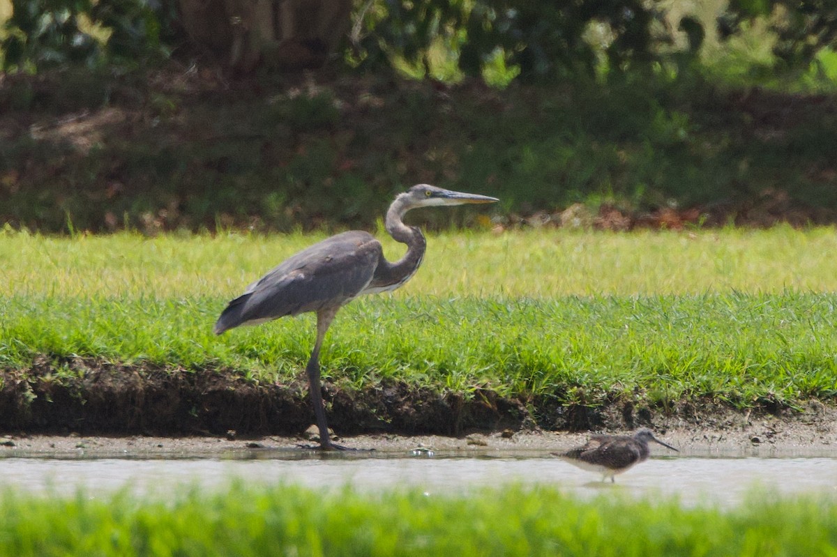 Garza Azulada - ML638080665