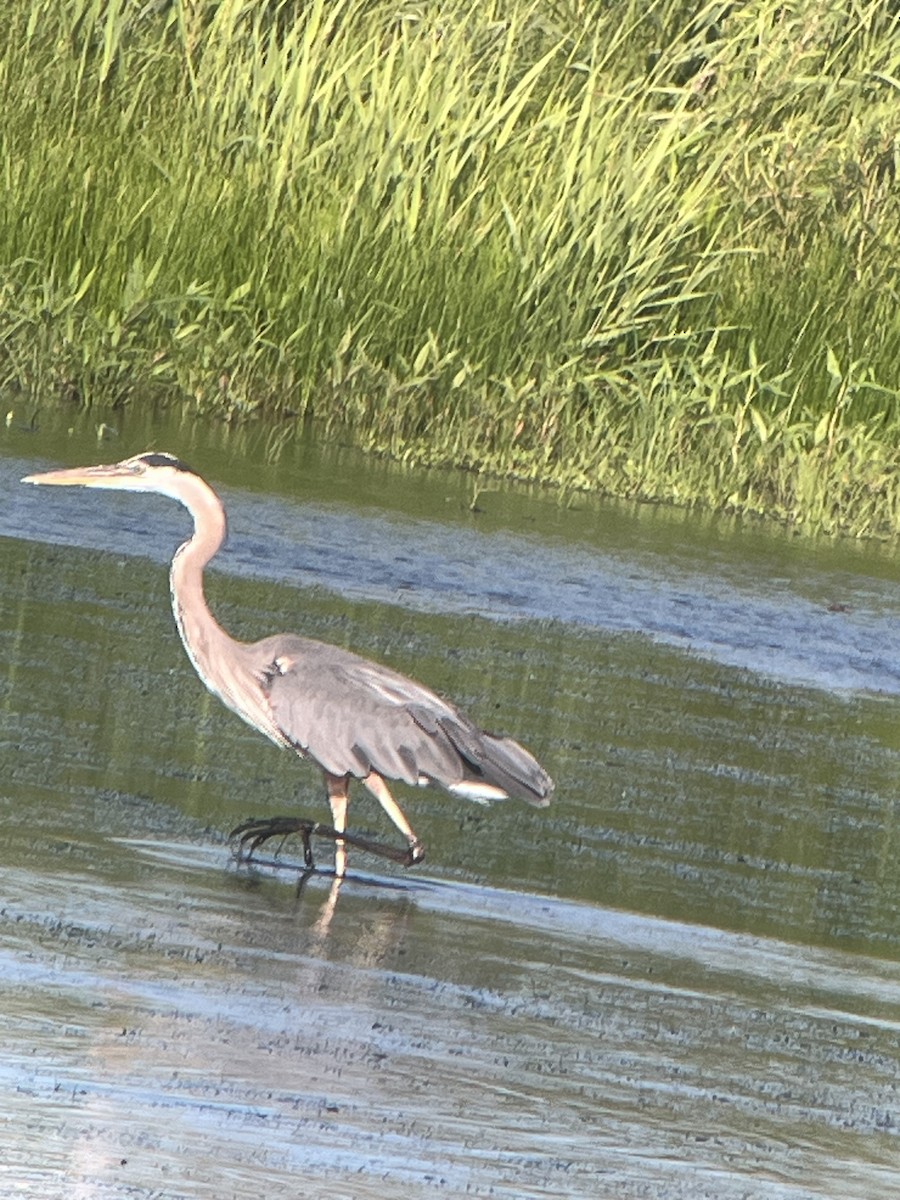 Great Blue Heron - ML638080685