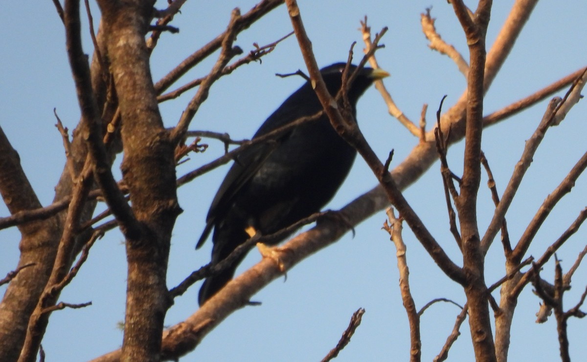 Satin Bowerbird - ML638080687