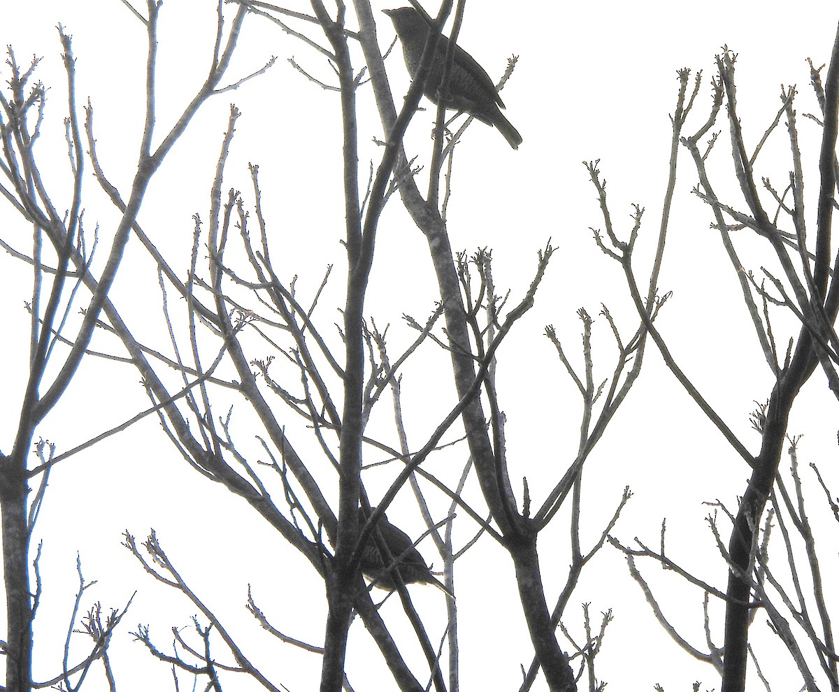Satin Bowerbird - ML638080688