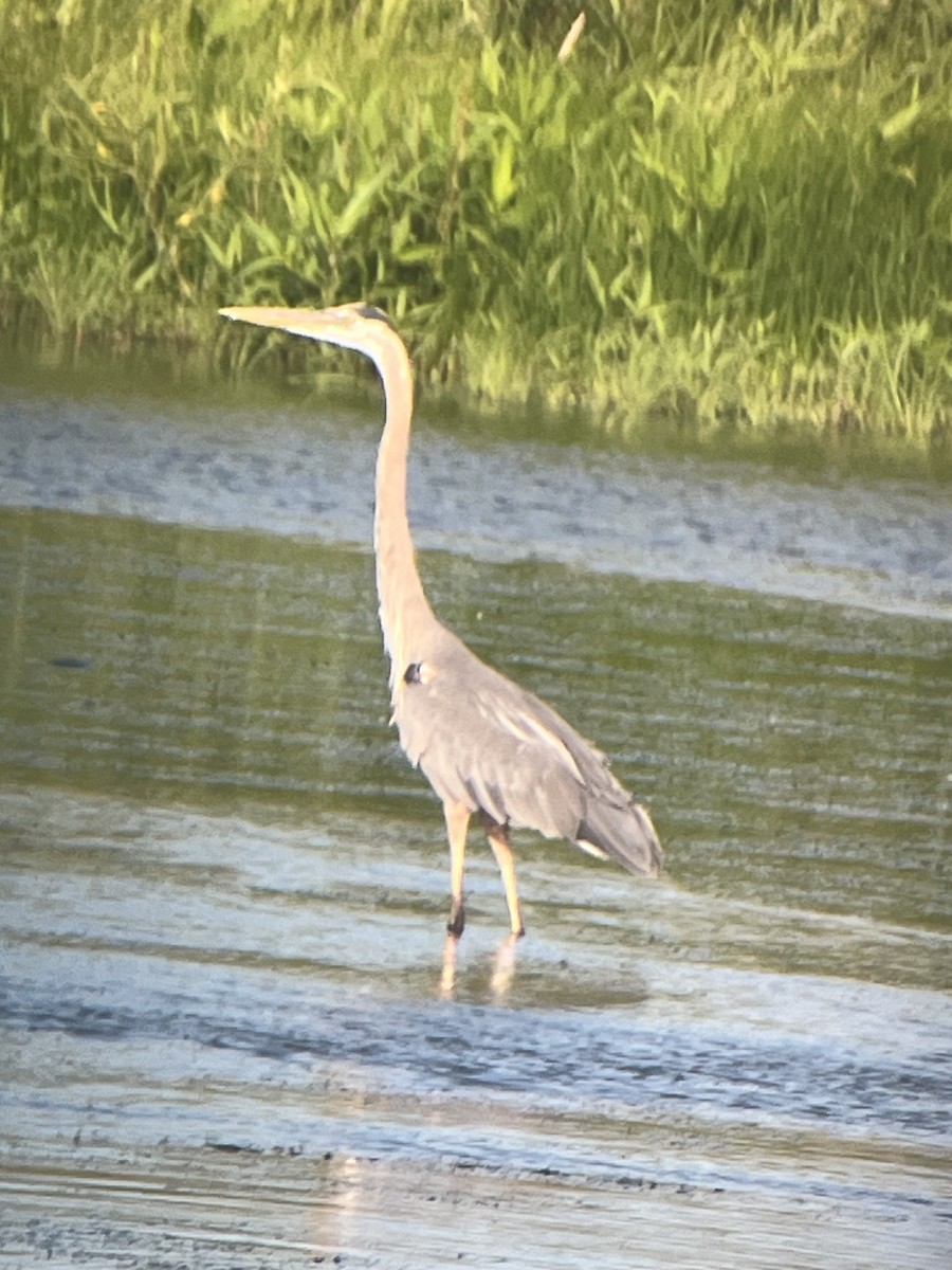 Great Blue Heron - ML638080701