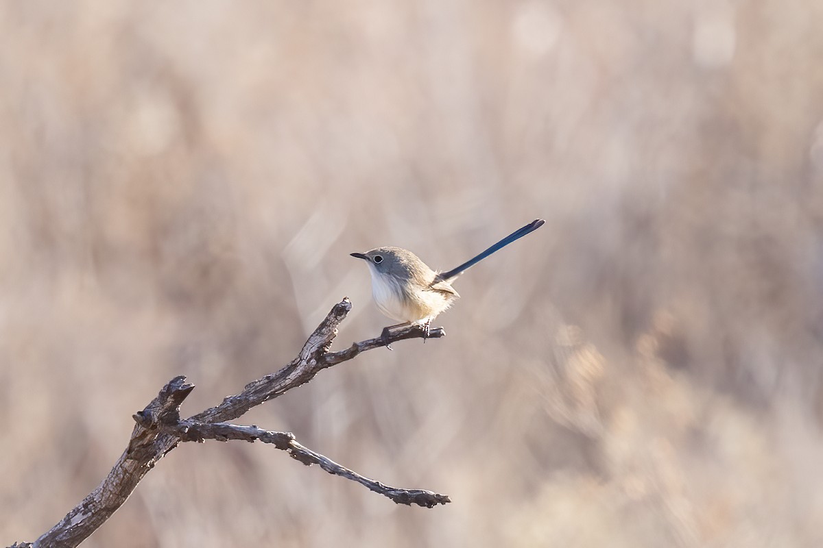 Purple-backed Fairywren (Purple-backed) - ML638080708
