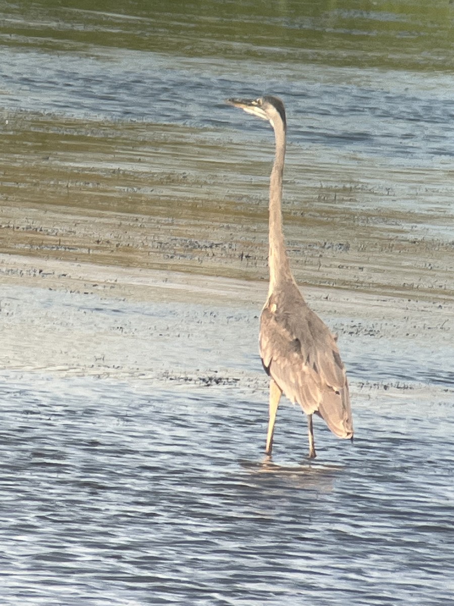 Great Blue Heron - ML638080709