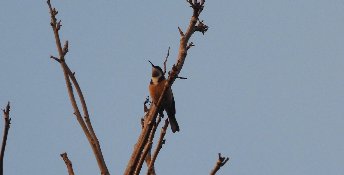 Eastern Spinebill - ML638080719