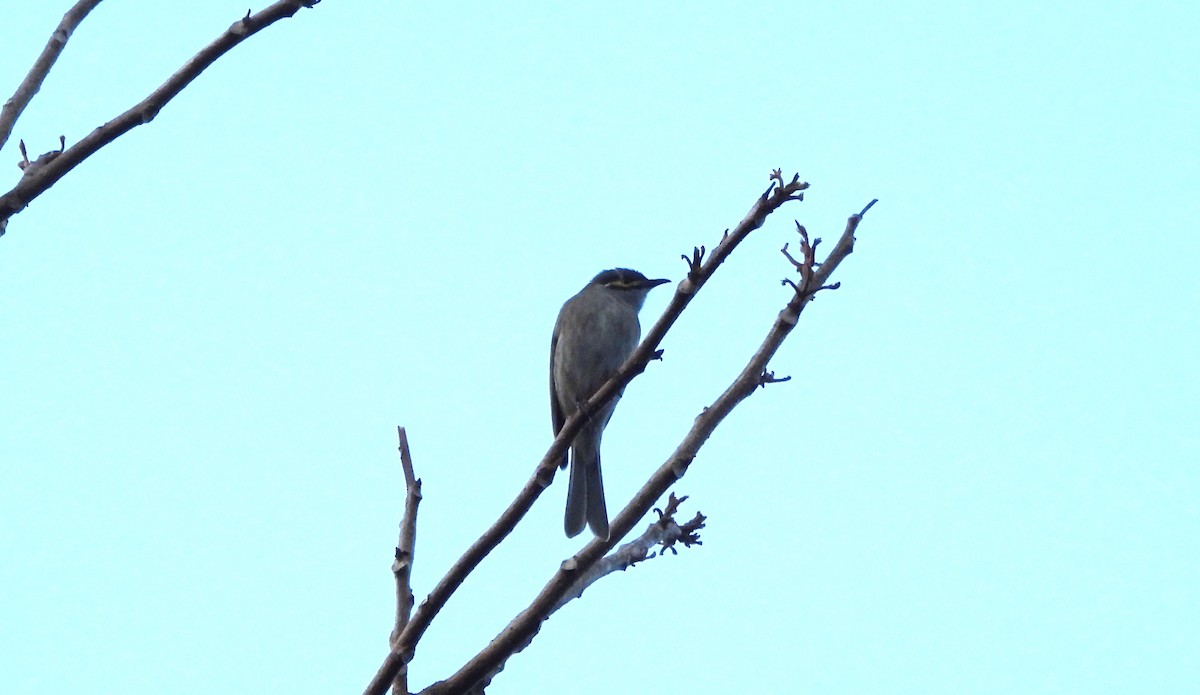 Yellow-faced Honeyeater - ML638080728