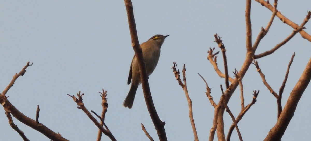 Yellow-faced Honeyeater - ML638080729