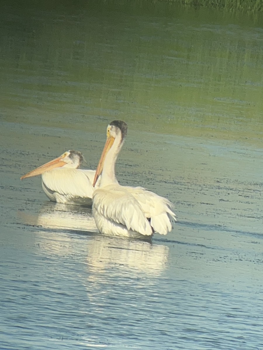 American White Pelican - ML638080732