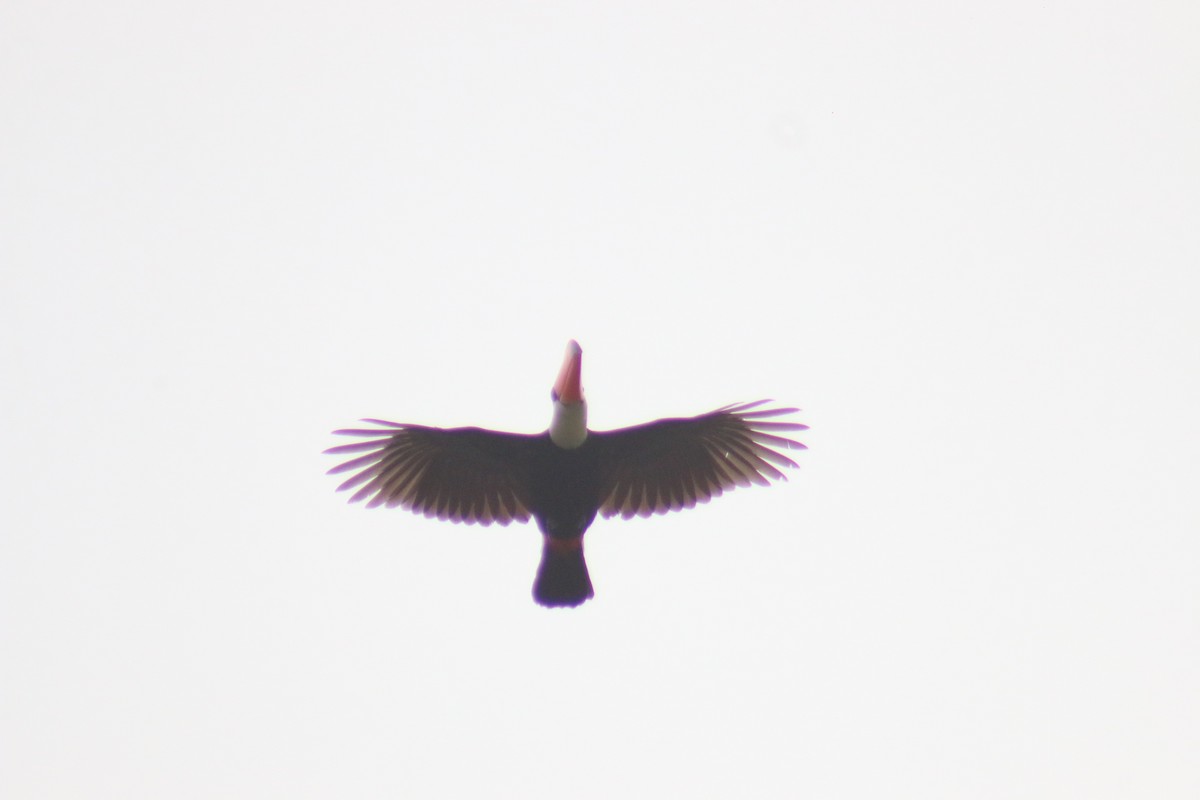 Toco Toucan - ML638080754