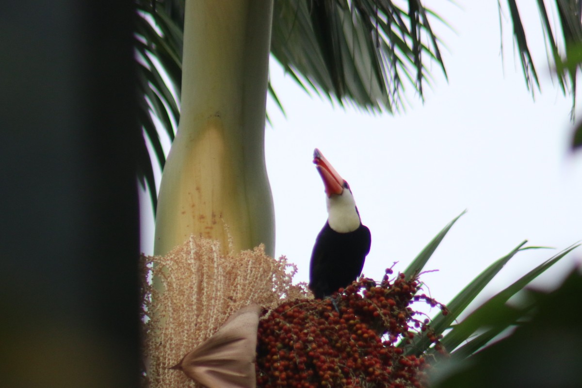 Toco Toucan - ML638080756