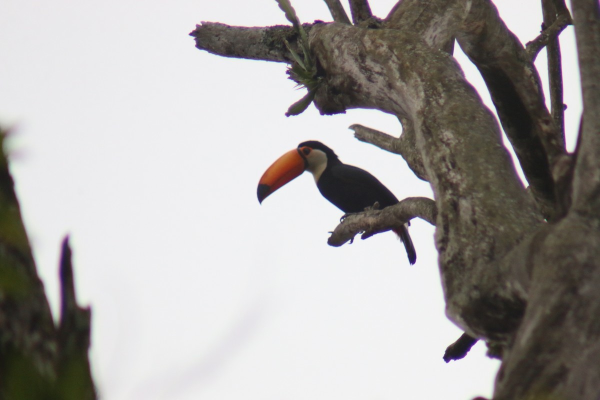 Toco Toucan - ML638080757
