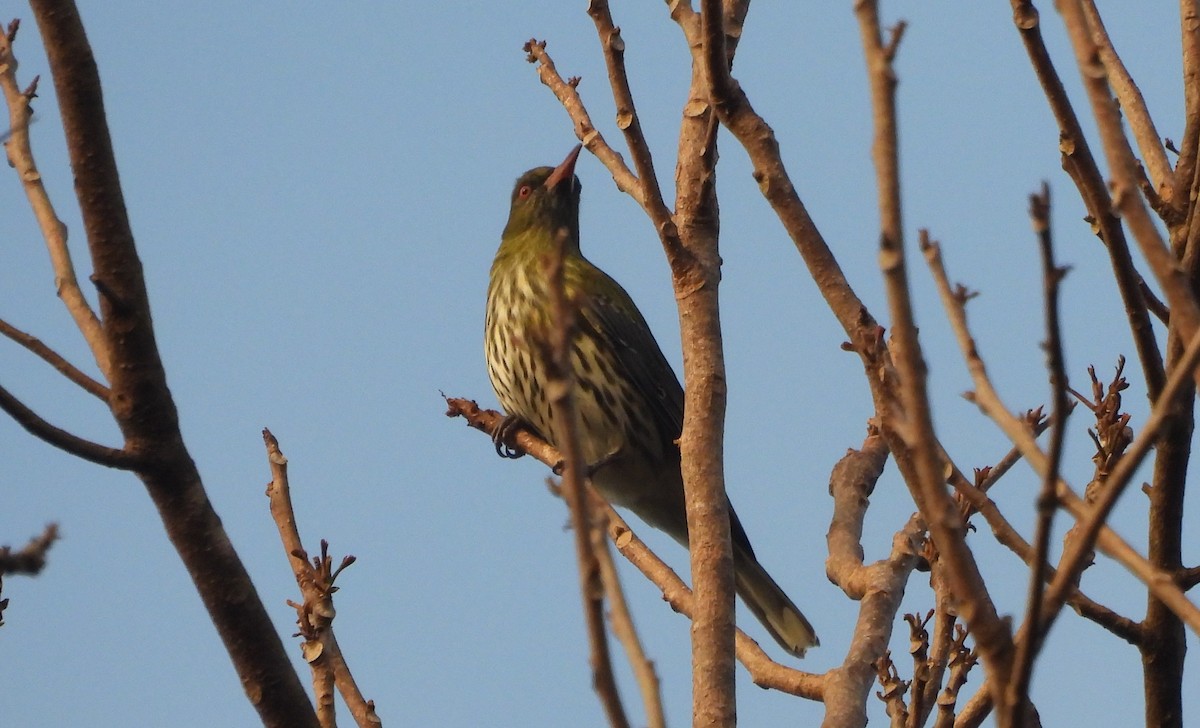Olive-backed Oriole - ML638080758