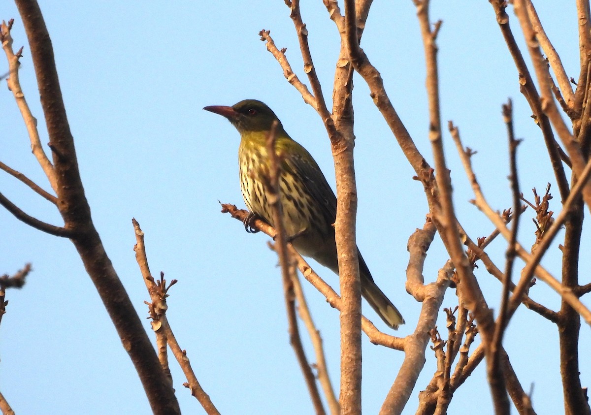 Olive-backed Oriole - ML638080759