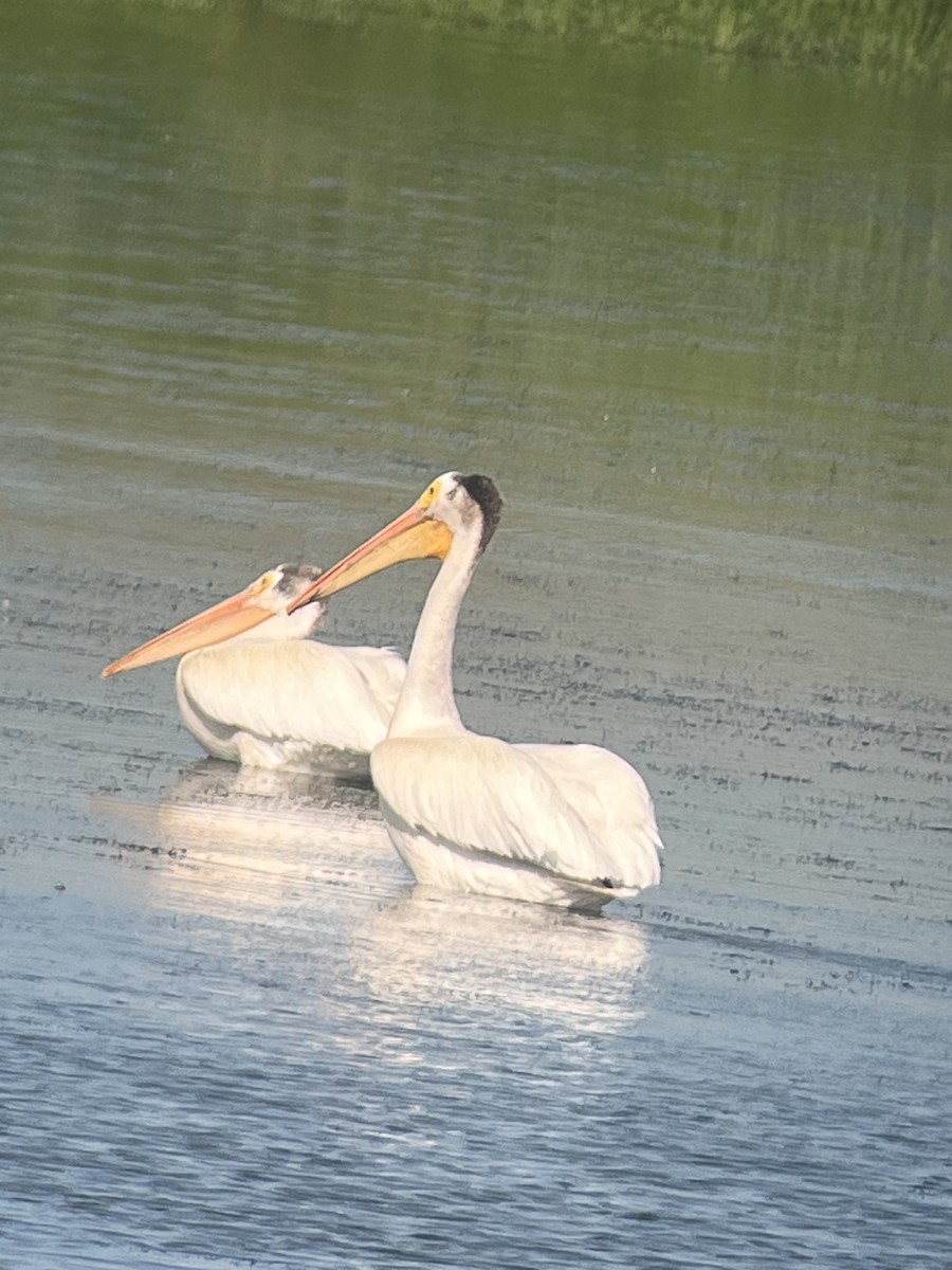 American White Pelican - ML638080762