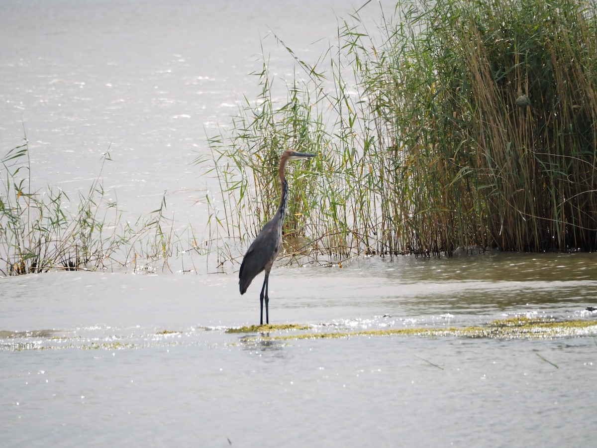 Goliath Heron - ML638080795