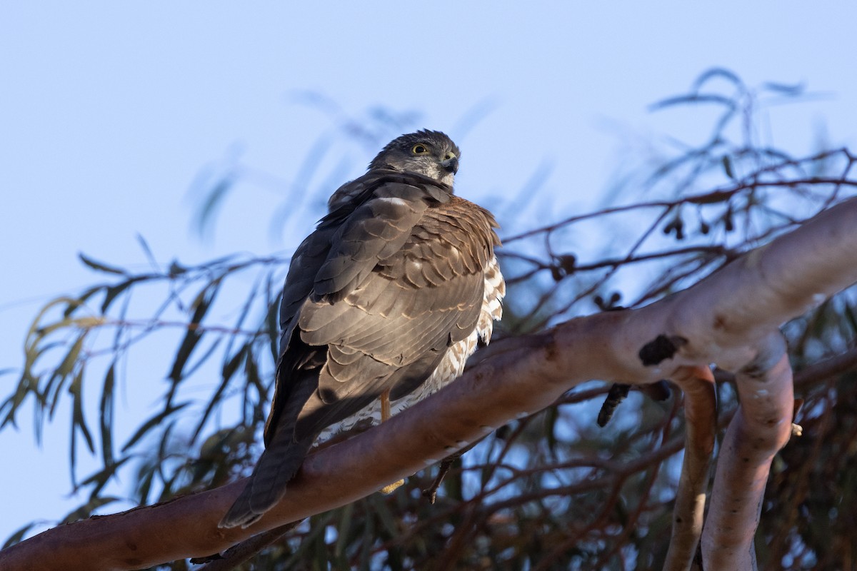 Collared Sparrowhawk - ML638080808