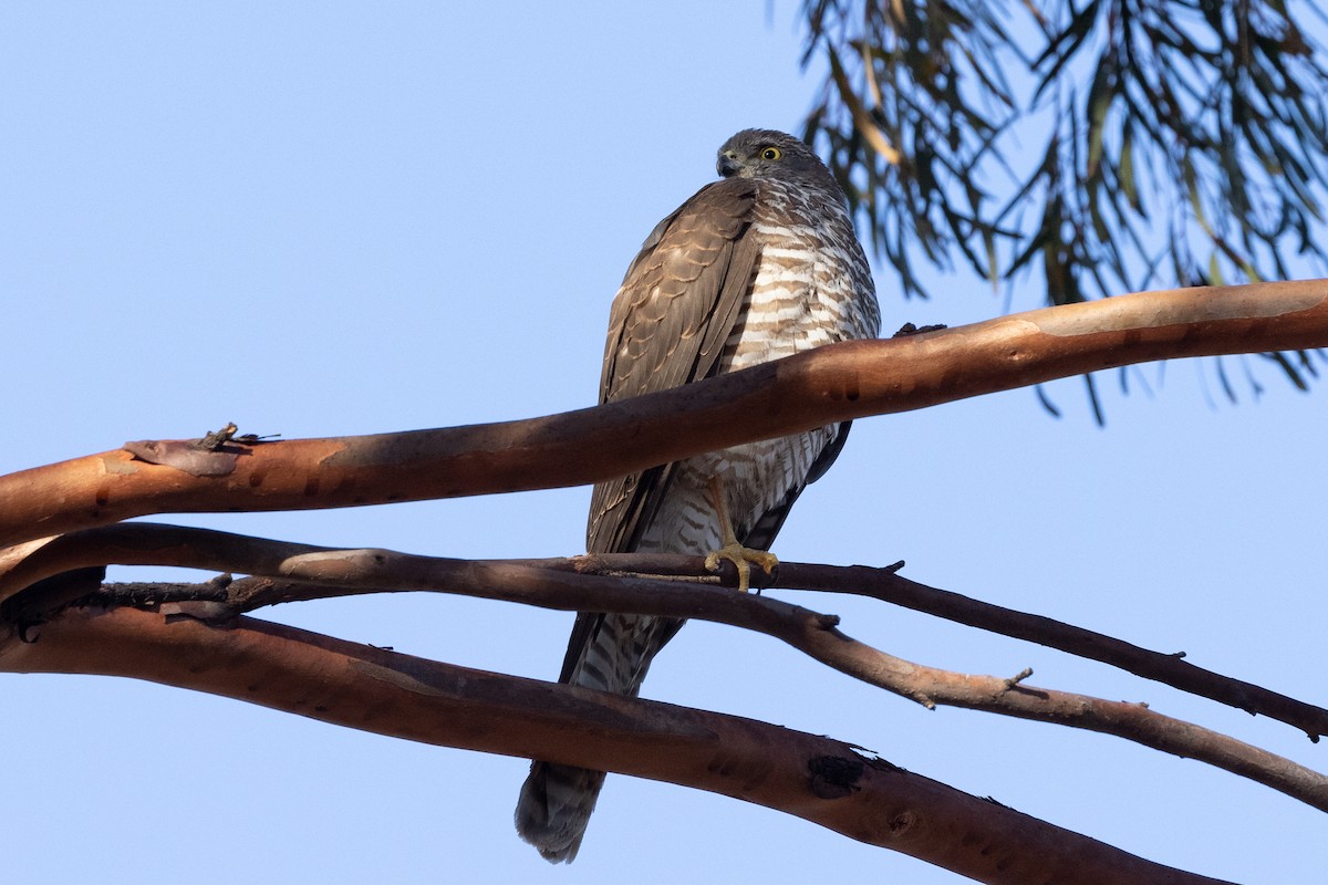 Collared Sparrowhawk - ML638080814