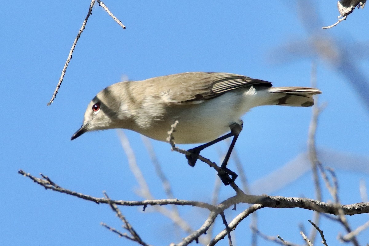 Western Gerygone - ML638080821