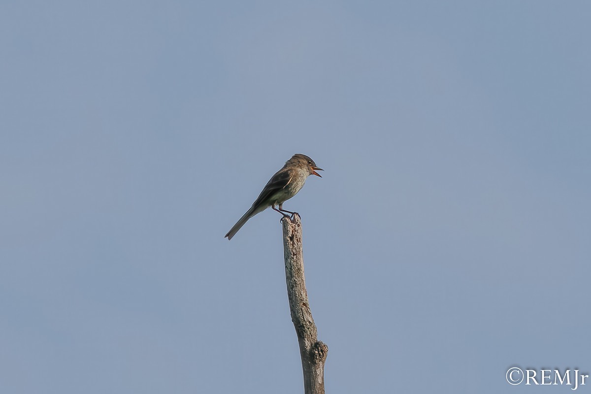 Eastern Wood-Pewee - ML638080823