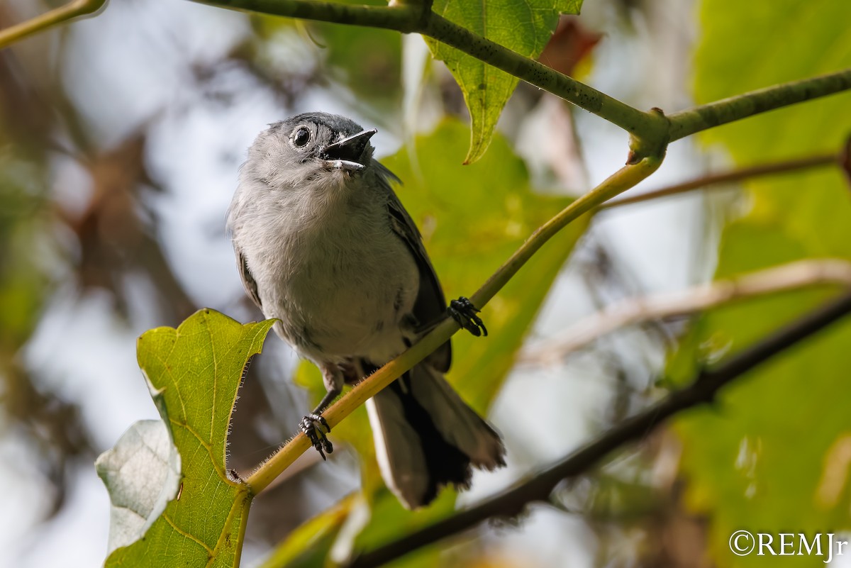Blue-gray Gnatcatcher - ML638080833