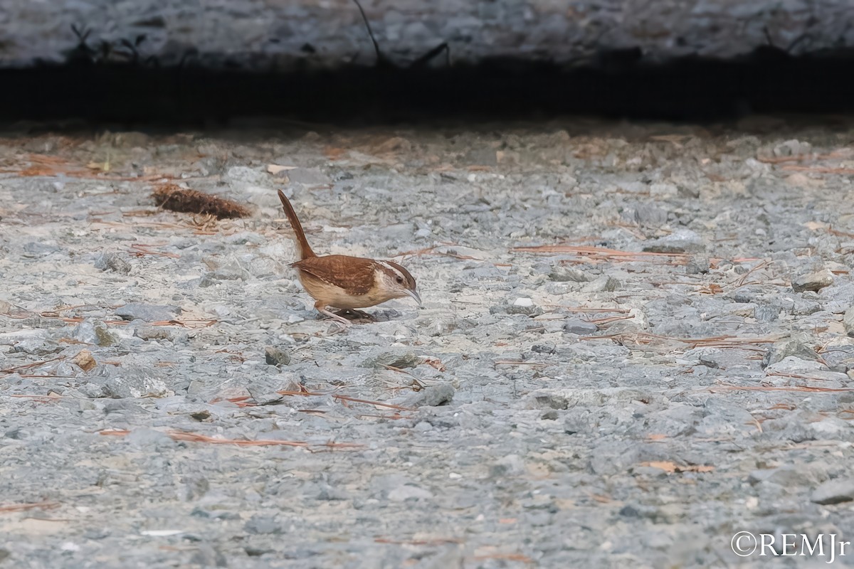 Carolina Wren - ML638080837
