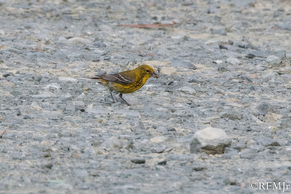 Pine Warbler - ML638080862