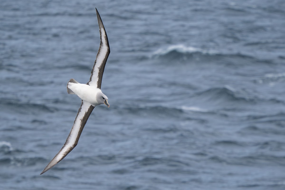 Boz Başlı Albatros - ML638080885