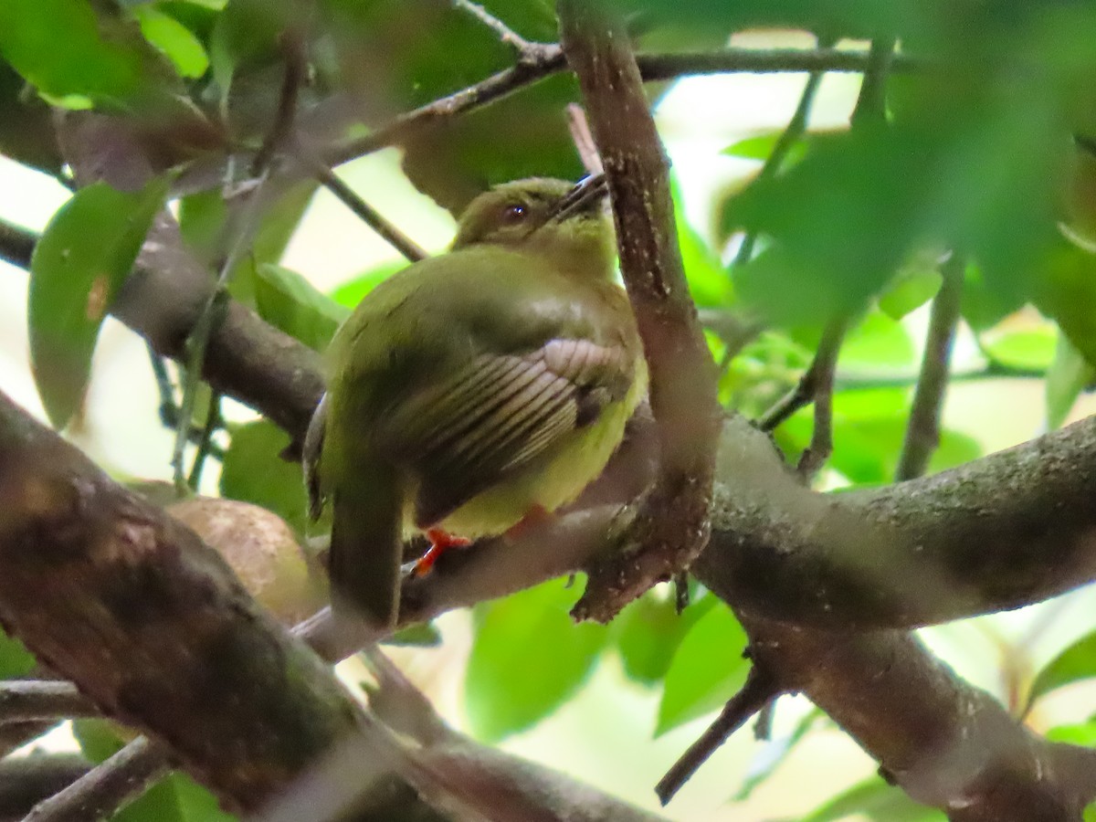 Golden-collared Manakin - ML638080895