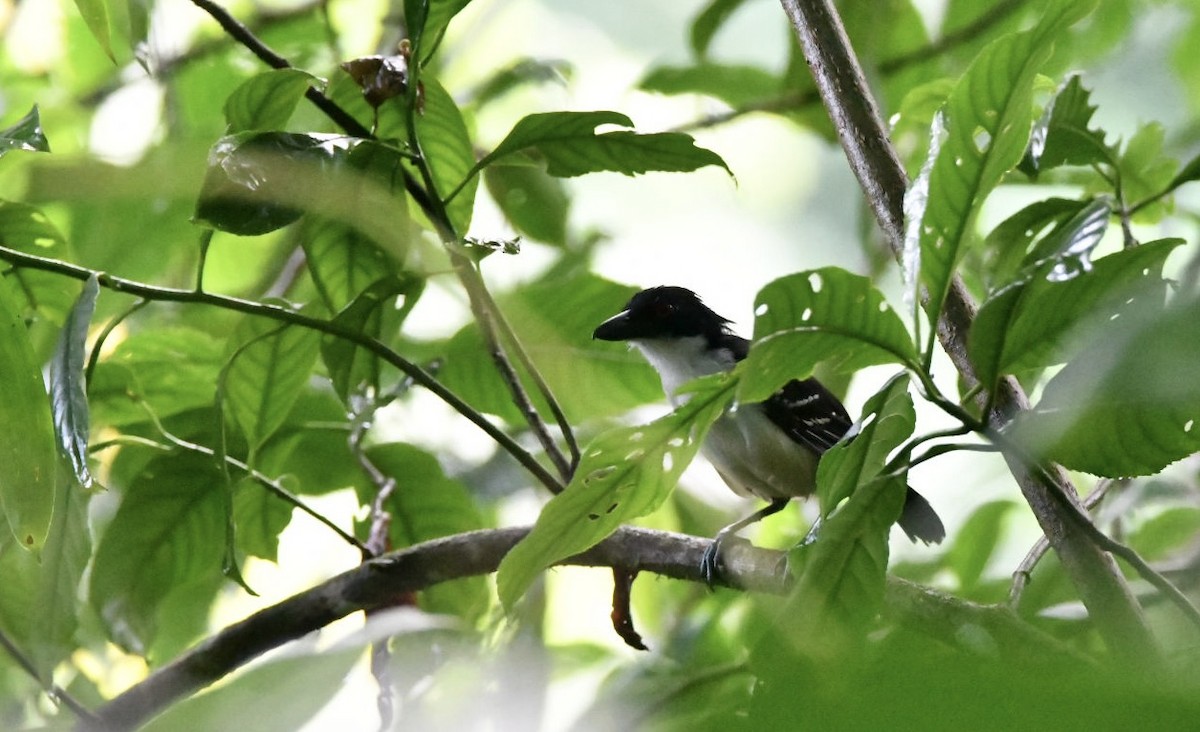 Great Antshrike - ML638080901