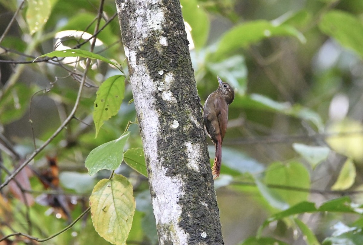 Wedge-billed Woodcreeper - ML638080904