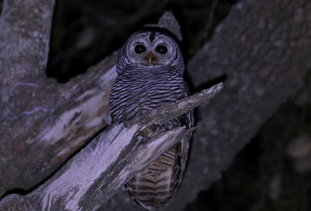Chaco Owl - ML638080931