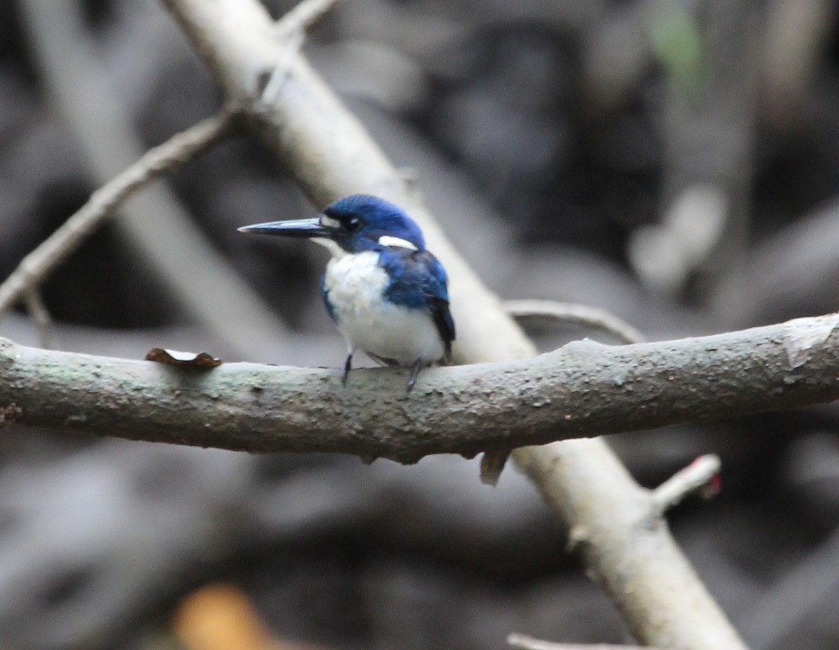 Little Kingfisher - ML638080980