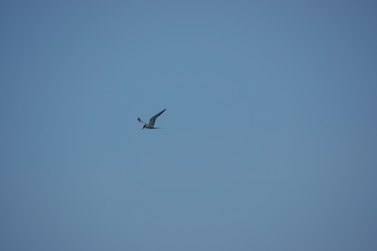 Common Tern - ML638081028