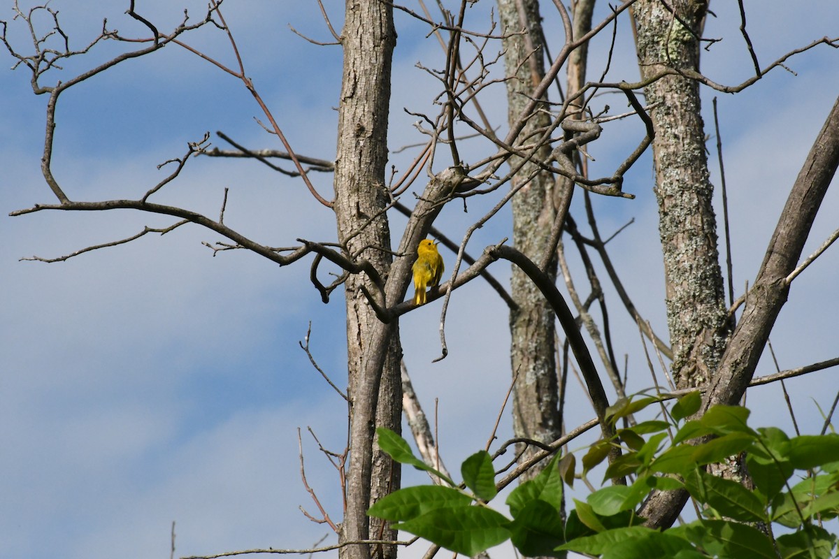 Yellow Warbler (Northern) - ML638081054