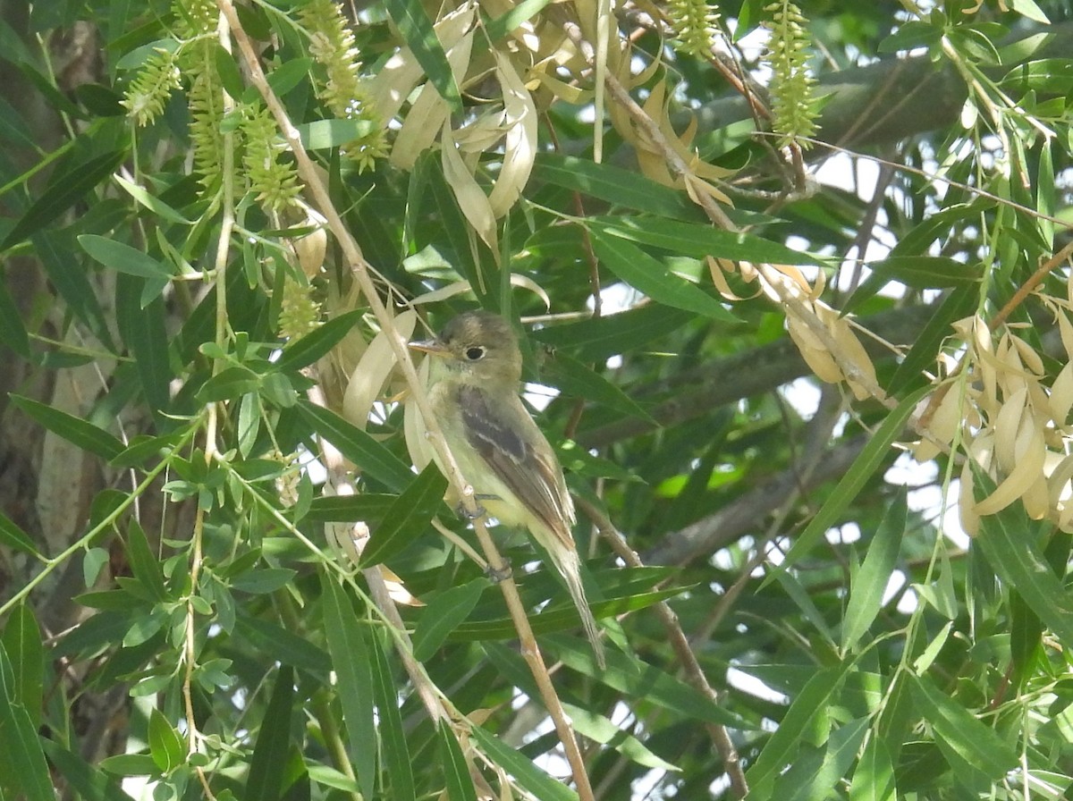 Western Flycatcher - ML638081067