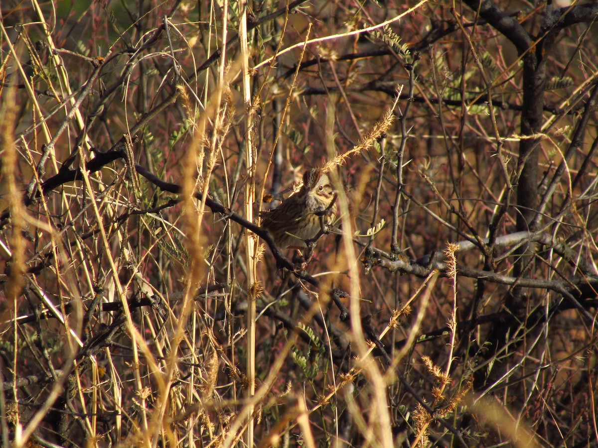 Lincoln's Sparrow - ML638081071