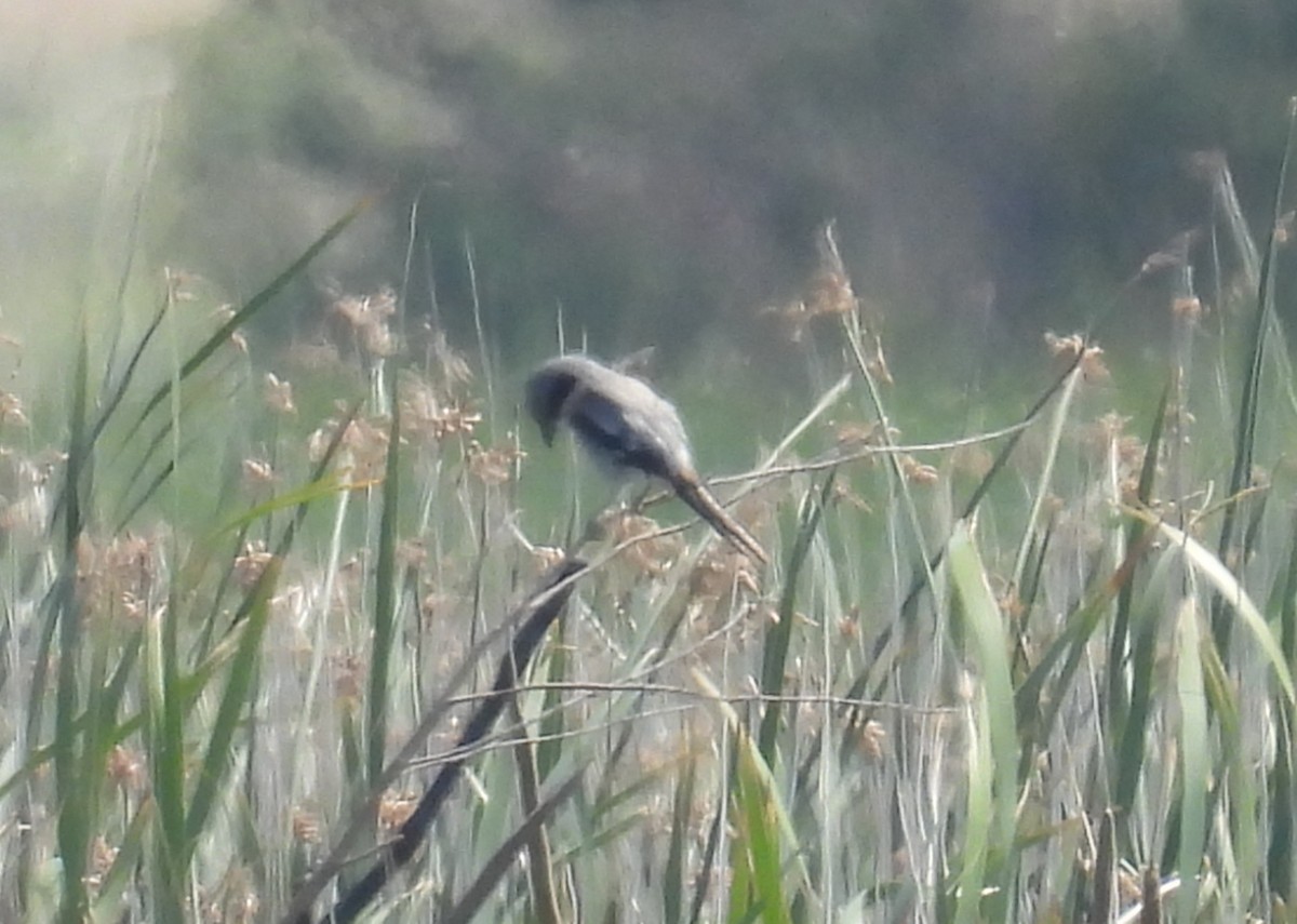 Loggerhead Shrike - ML638081086