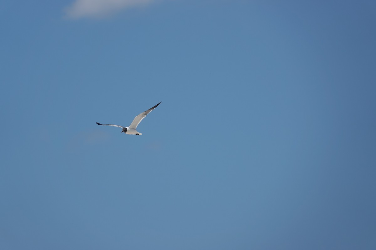 Laughing Gull - ML638081088