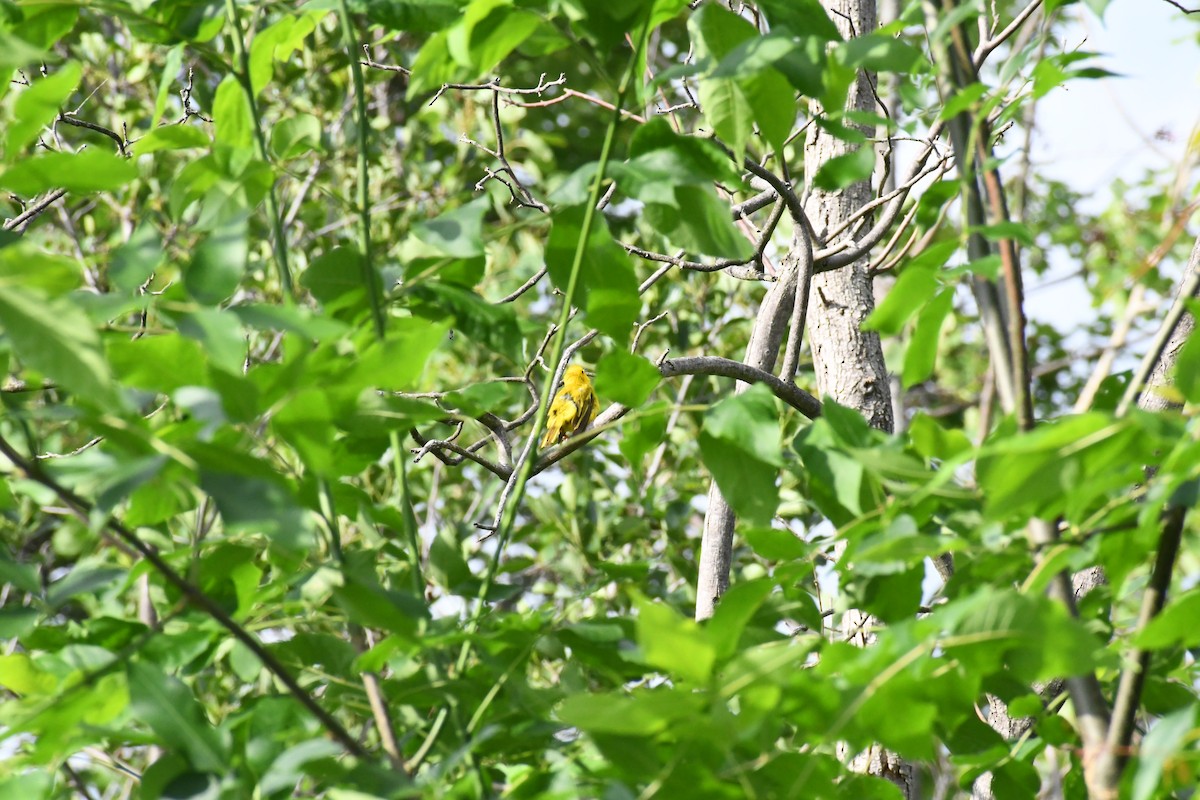 Yellow Warbler (Northern) - ML638081100