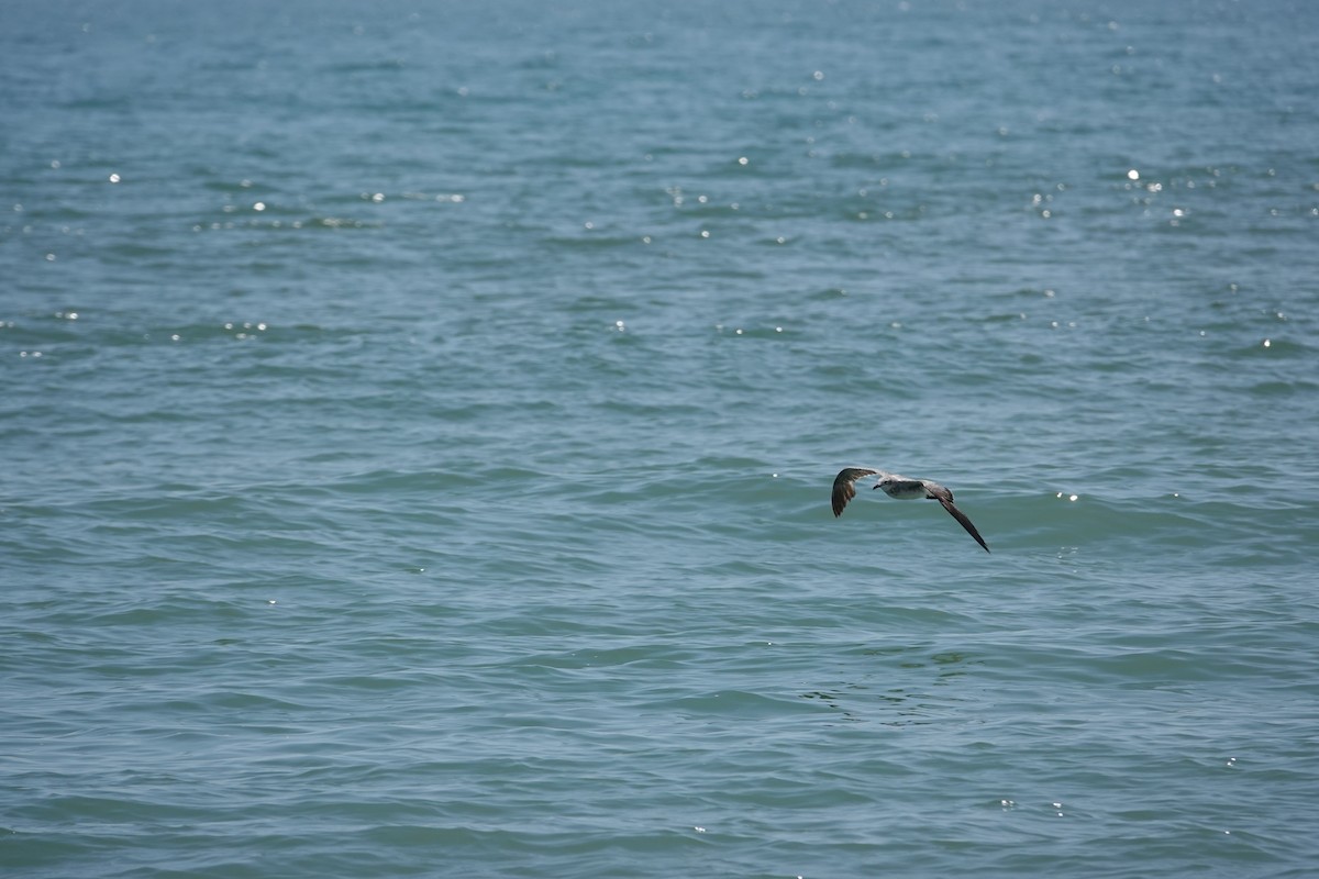 Laughing Gull - ML638081137