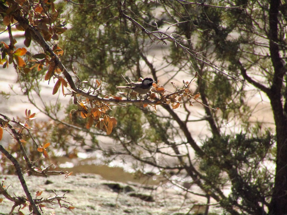 Mexican Chickadee - ML638081139