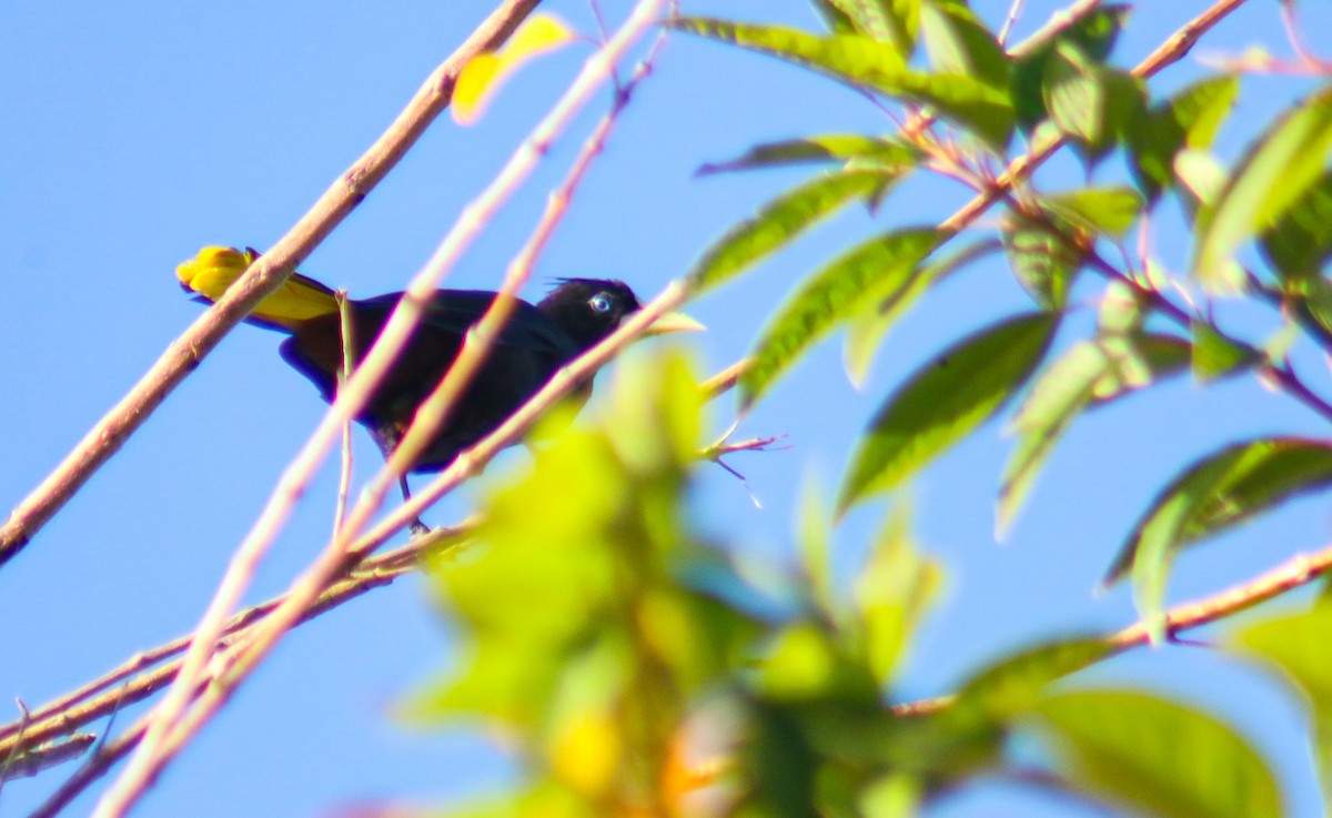 Crested Oropendola - ML638081149