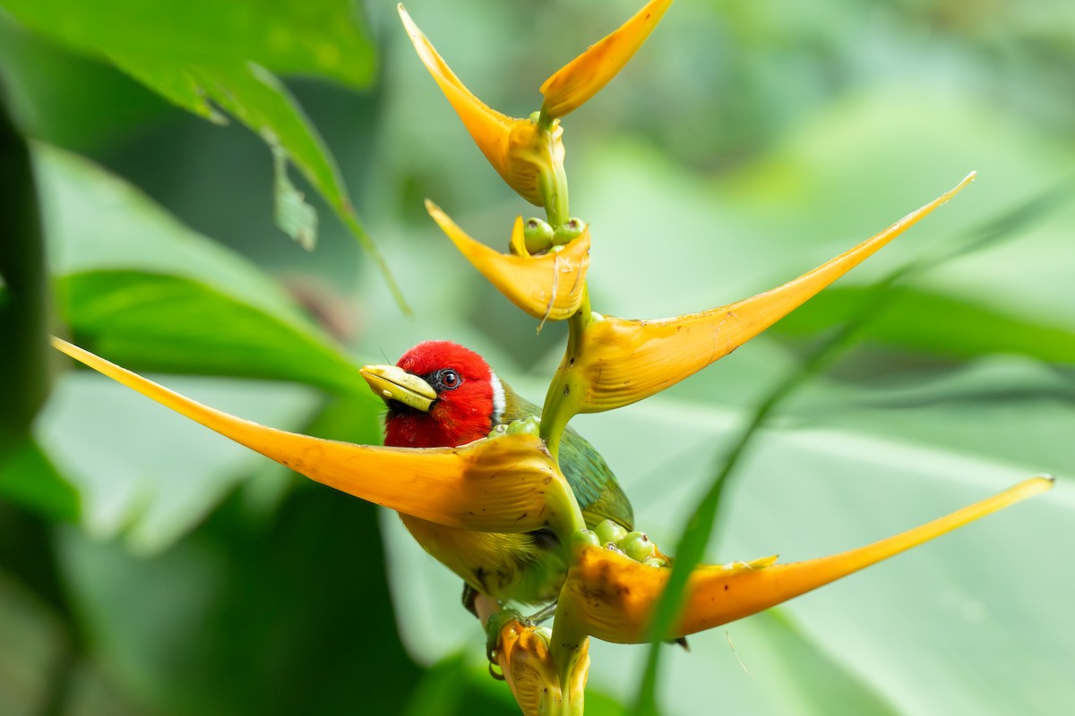 Red-headed Barbet - ML638081185