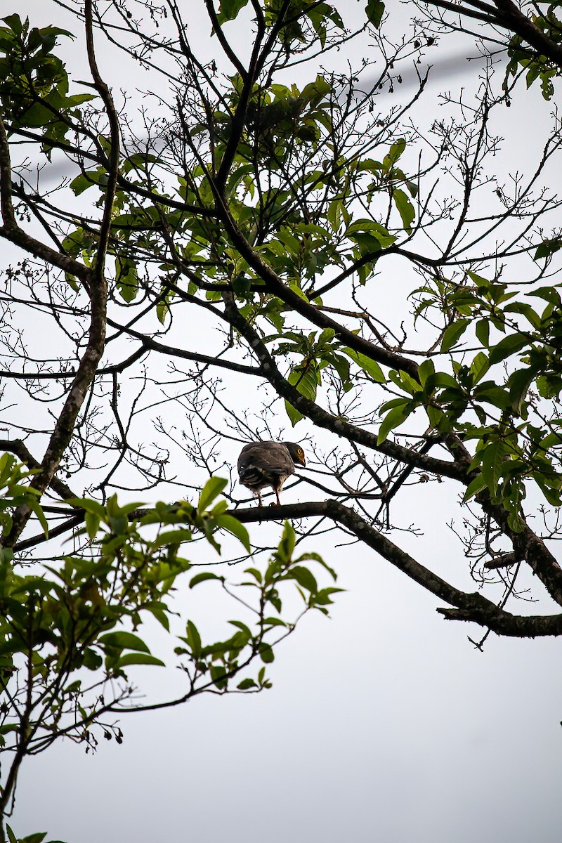 White-rumped Hawk - ML638081190