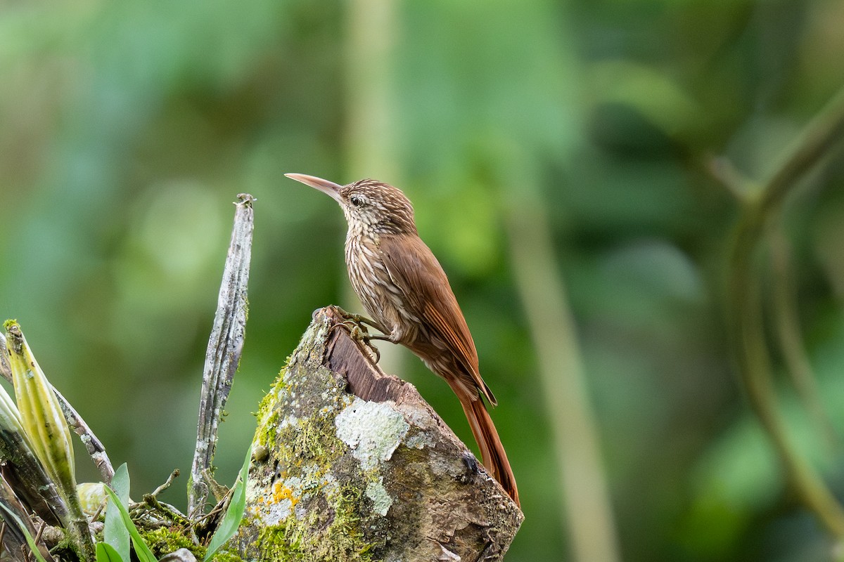 Streak-headed Woodcreeper - ML638081198