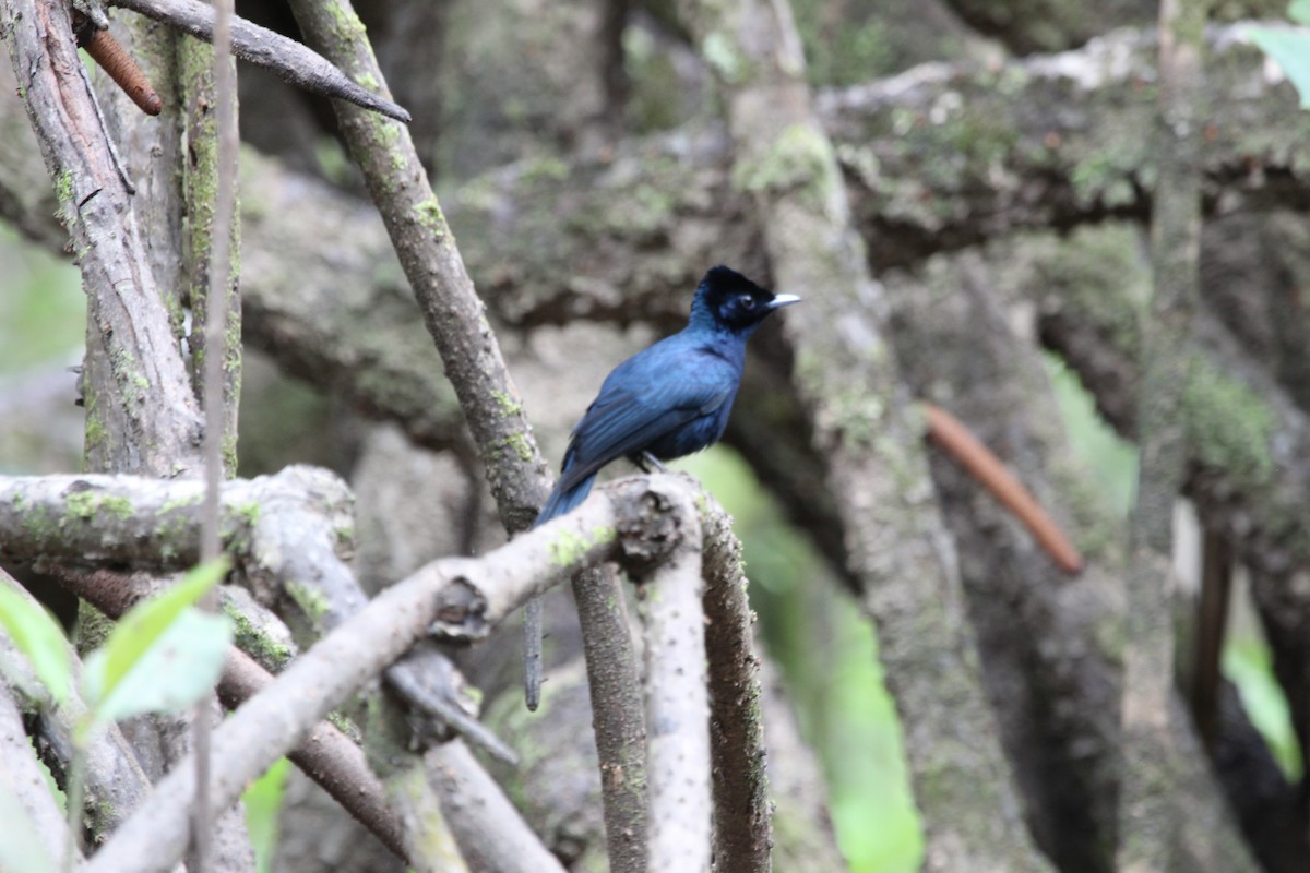 Shining Flycatcher - ML638081205