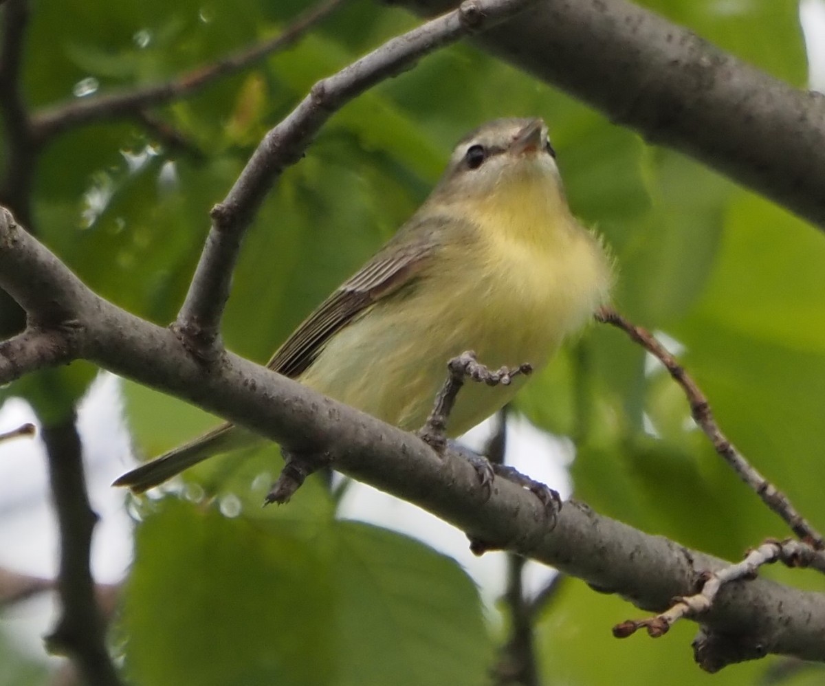 Philadelphia Vireo - ML638081225