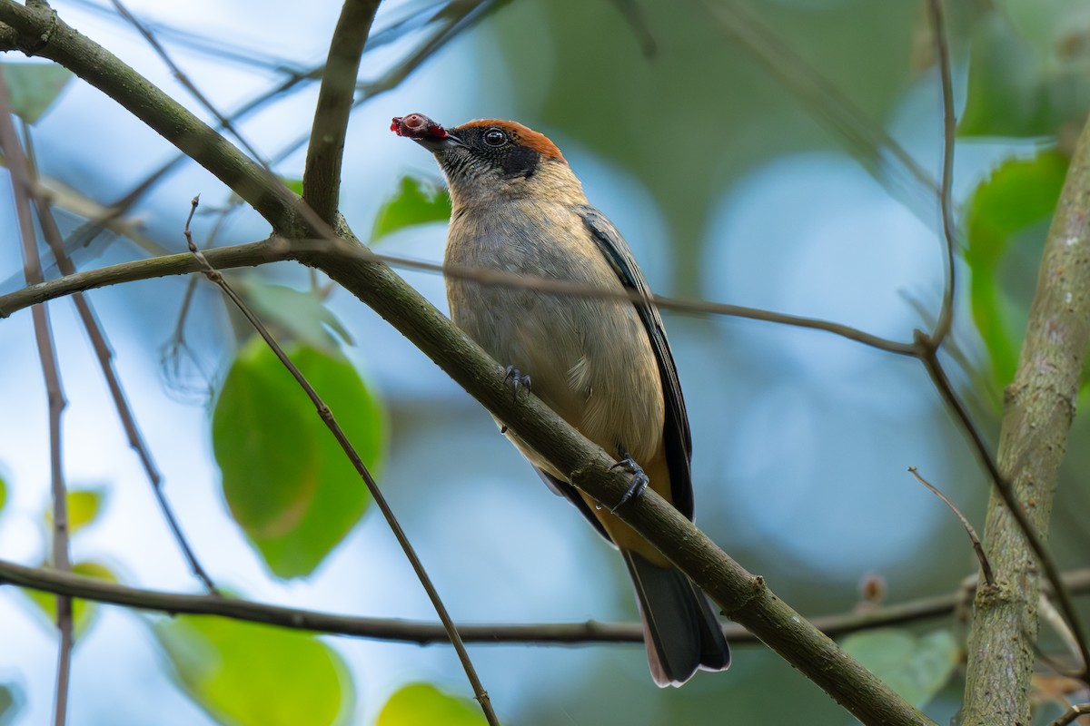 Scrub Tanager - ML638081249