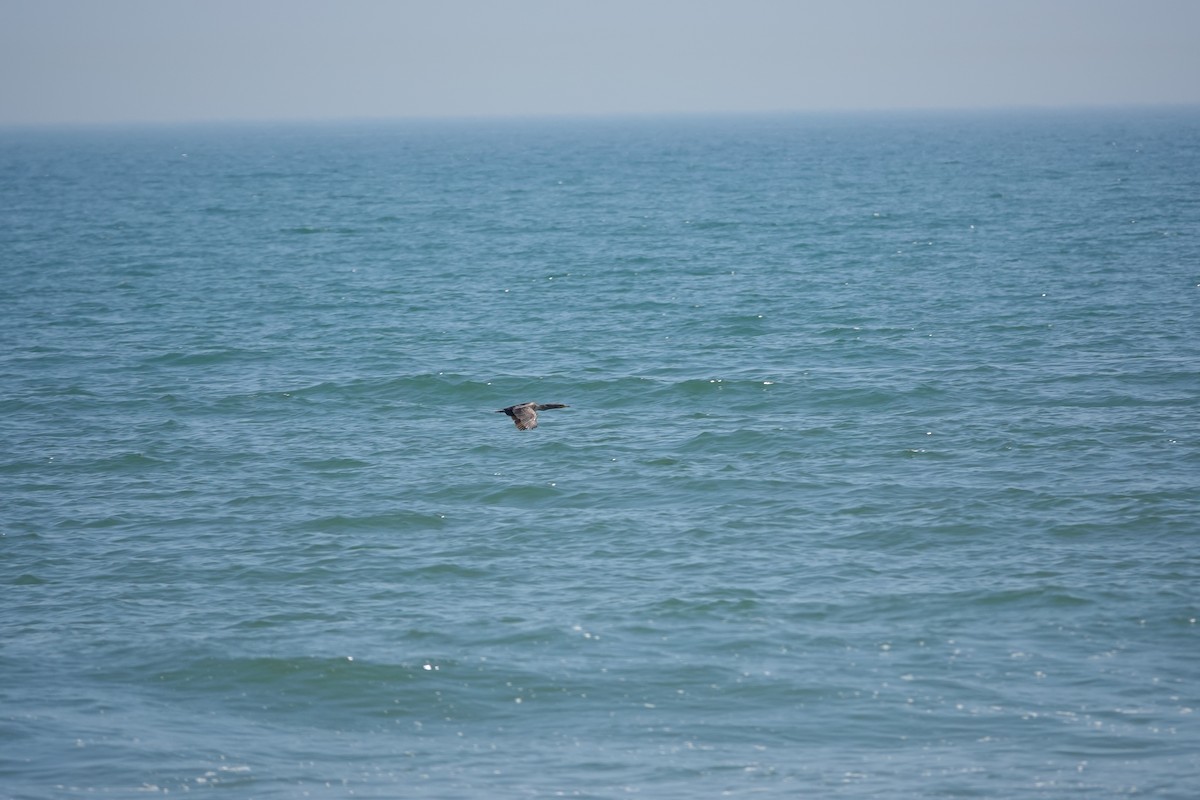 Double-crested Cormorant - ML638081251