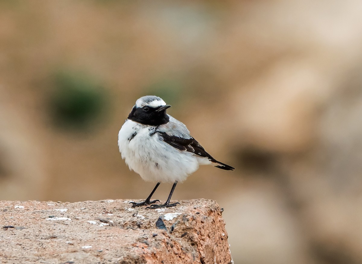 Atlas Wheatear - ML638081260