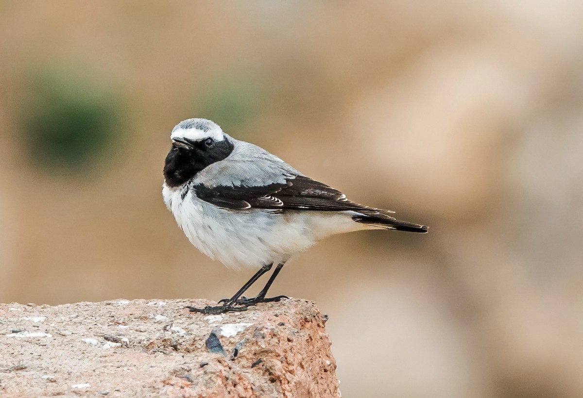 Atlas Wheatear - ML638081261